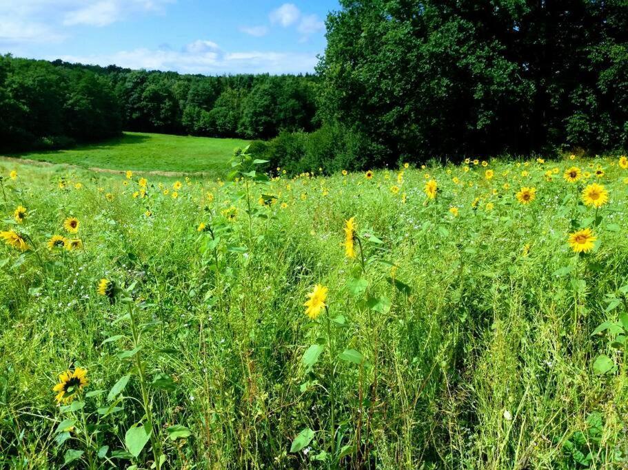 Moderne Wohnung Im Herzen Der Natur - Ingo'S Dream Babelin Buitenkant foto